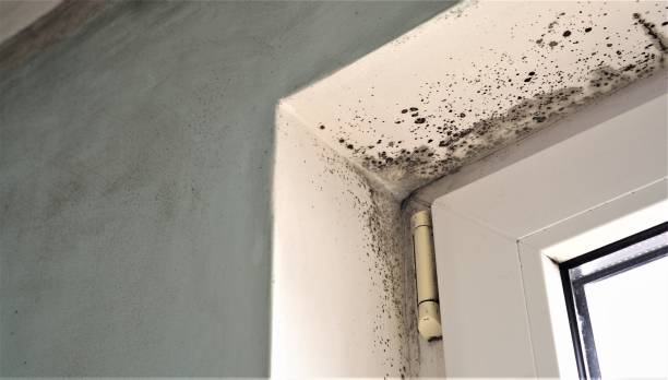 Best Mold Documentation for Insurance Claims  in Marietta, GA