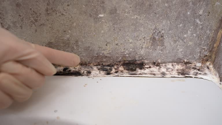 Best Basement Mold Removal  in Marietta, GA